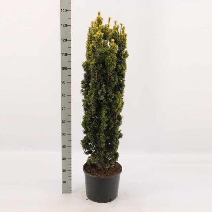 Ierse taxus - Taxus baccata 'Fastigiata Aurea'