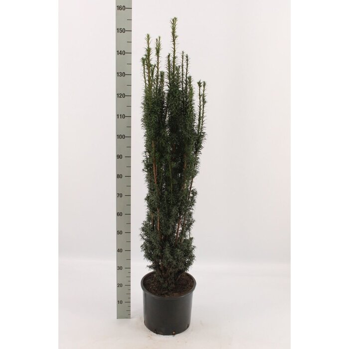 Taxus - Taxus baccata 'Fastigiata Robusta'