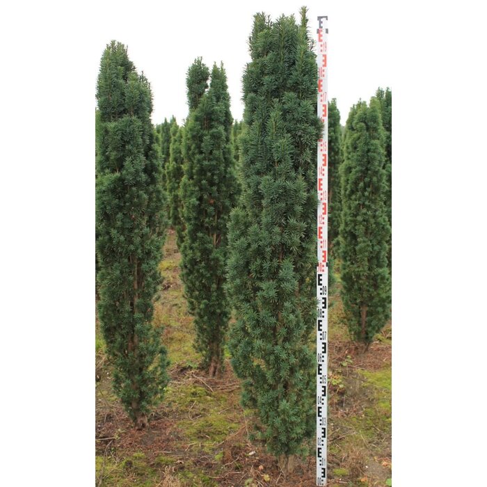 Taxus - Taxus baccata 'Fastigiata Robusta'