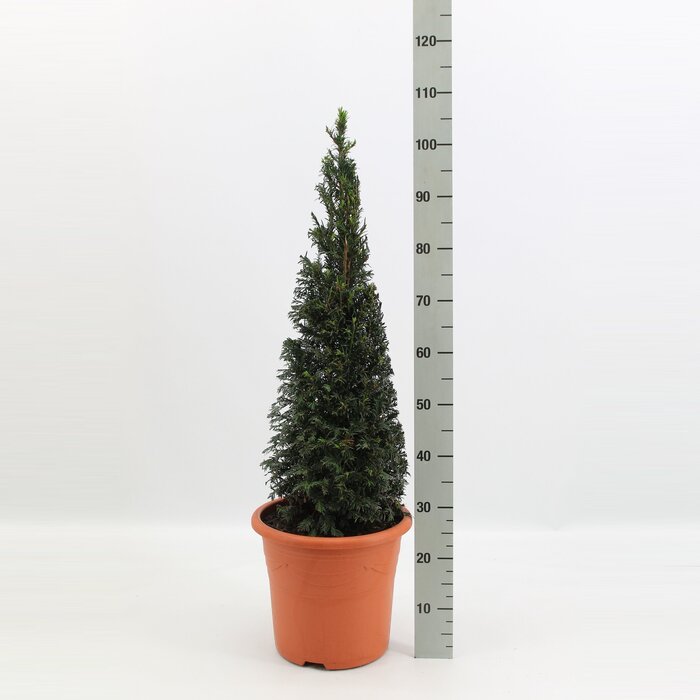 Taxus piramide - Taxus baccata (Pyramide)