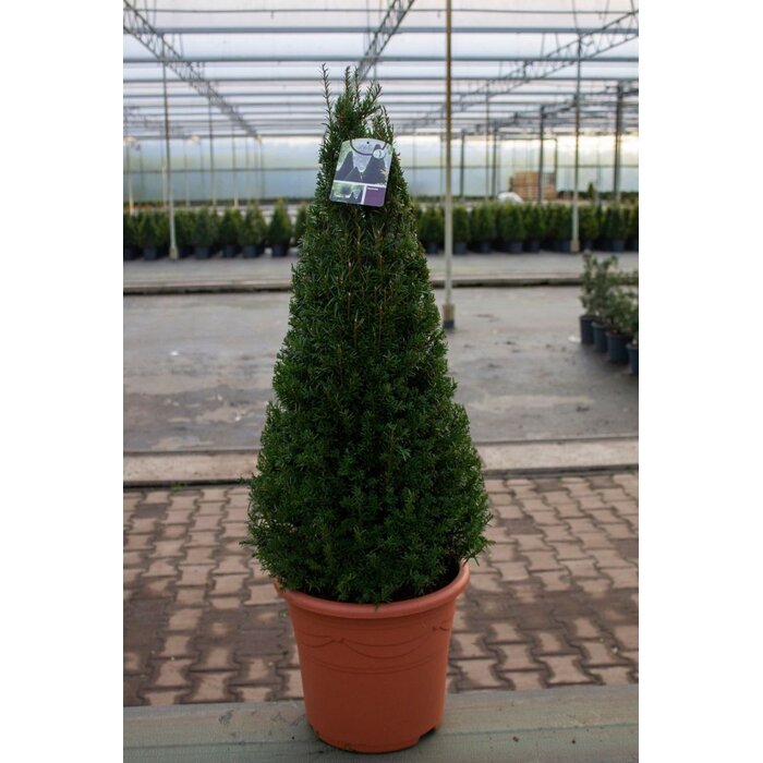 Taxus piramide - Taxus baccata (Pyramide)
