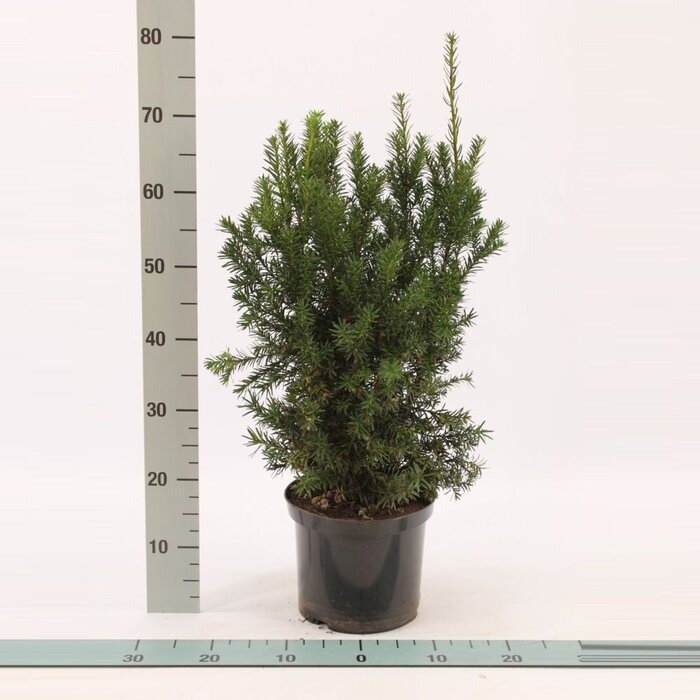 Taxushaag - Taxus media 'Hicksii'