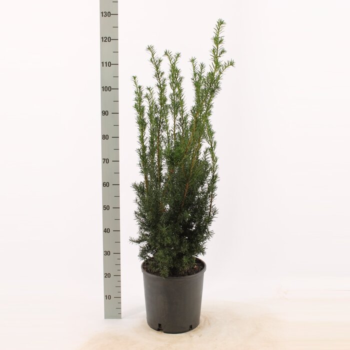 Taxushaag - Taxus media 'Hicksii'