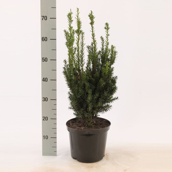 Taxushaag - Taxus media 'Hillii'