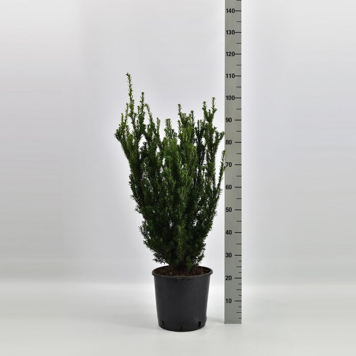 Taxushaag - Taxus media 'Hillii'