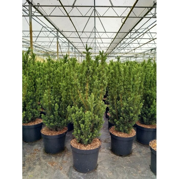 Taxushaag - Taxus media 'Hillii'