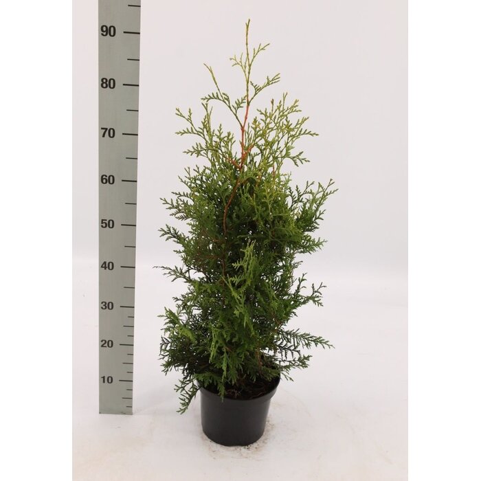 Groene coniferenhaag - Thuja occidentalis 'Brabant'