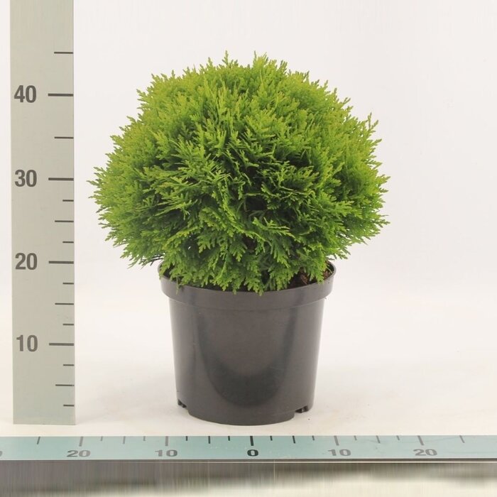 Westerse levensboom - Thuja occidentalis 'Danica'