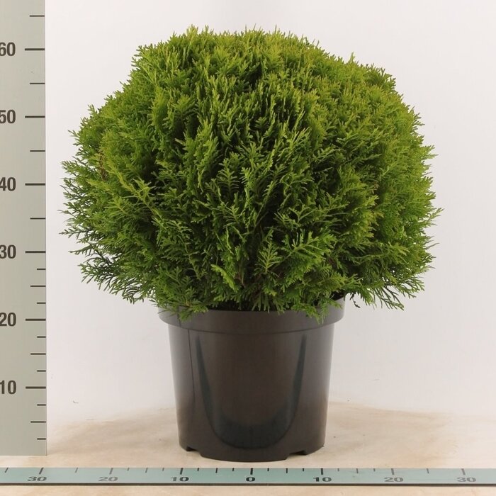 Westerse levensboom - Thuja occidentalis 'Danica'