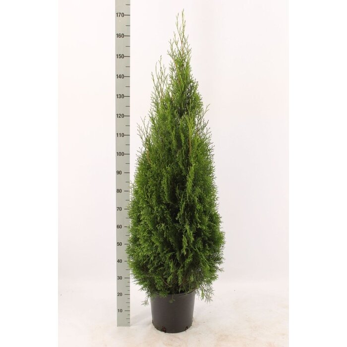 Smalle coniferenhaag - Thuja occidentalis 'Smaragd'