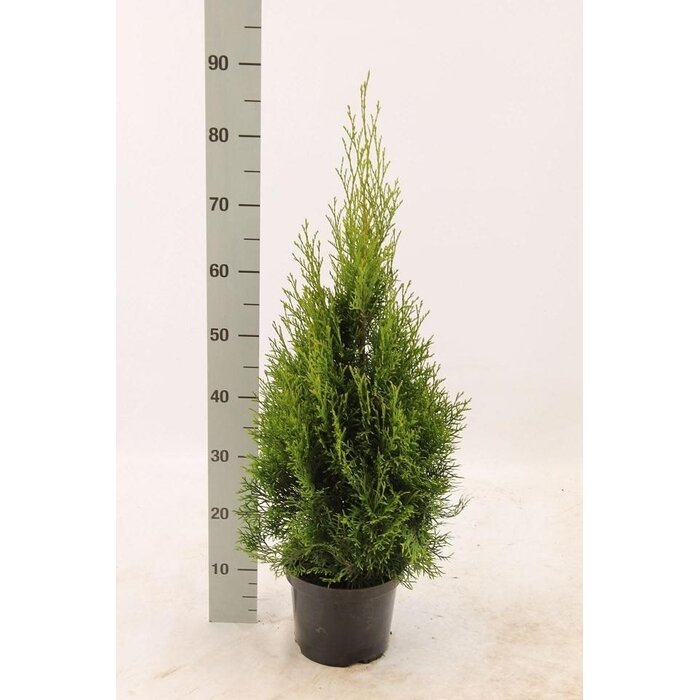 Smalle coniferenhaag - Thuja occidentalis 'Smaragd'