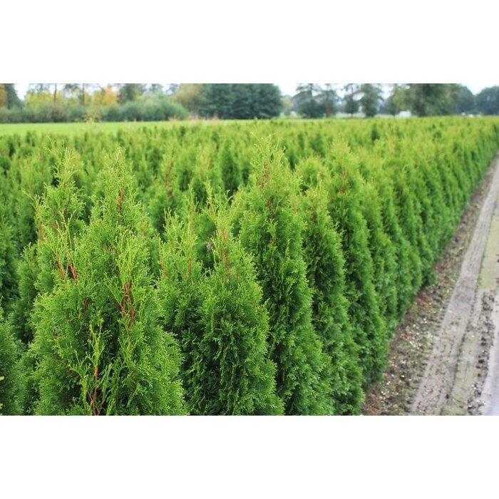 Smalle coniferenhaag - Thuja occidentalis 'Smaragd'
