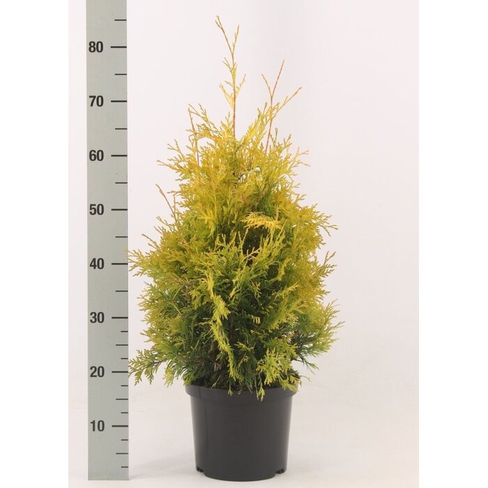 Westerse levensboom - Thuja occidentalis 'Yellow Ribbon'