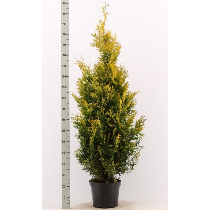 Westerse levensboom - Thuja occidentalis 'Yellow Ribbon'