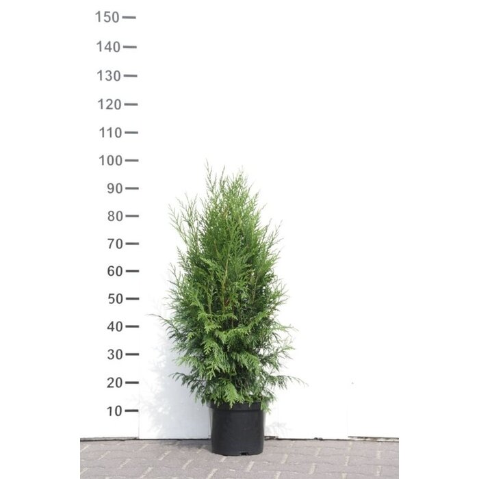 Coniferenhaag - Thuja plicata 'Martin'