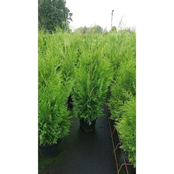 Coniferenhaag - Thuja plicata 'Martin'