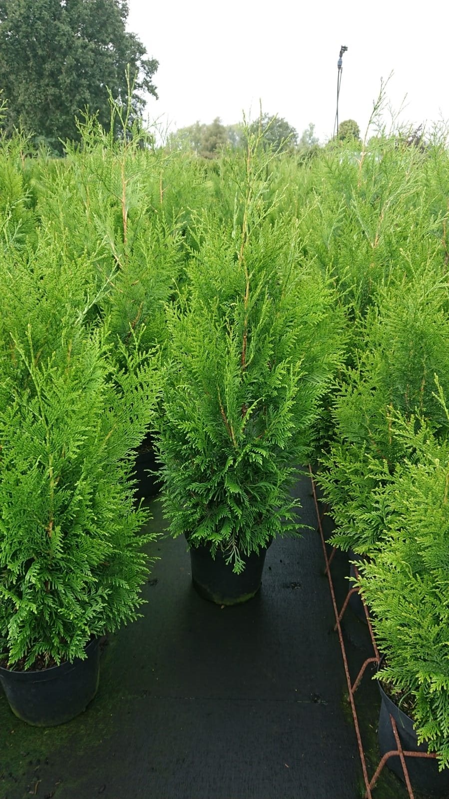 Coniferenhaag - Thuja plicata 'Martin'
