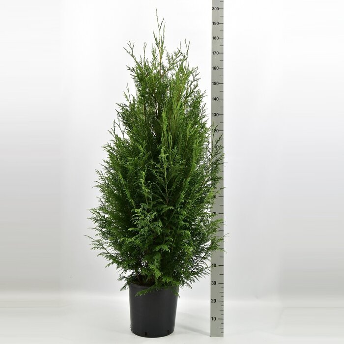 Coniferenhaag - Thuja plicata 'Martin'
