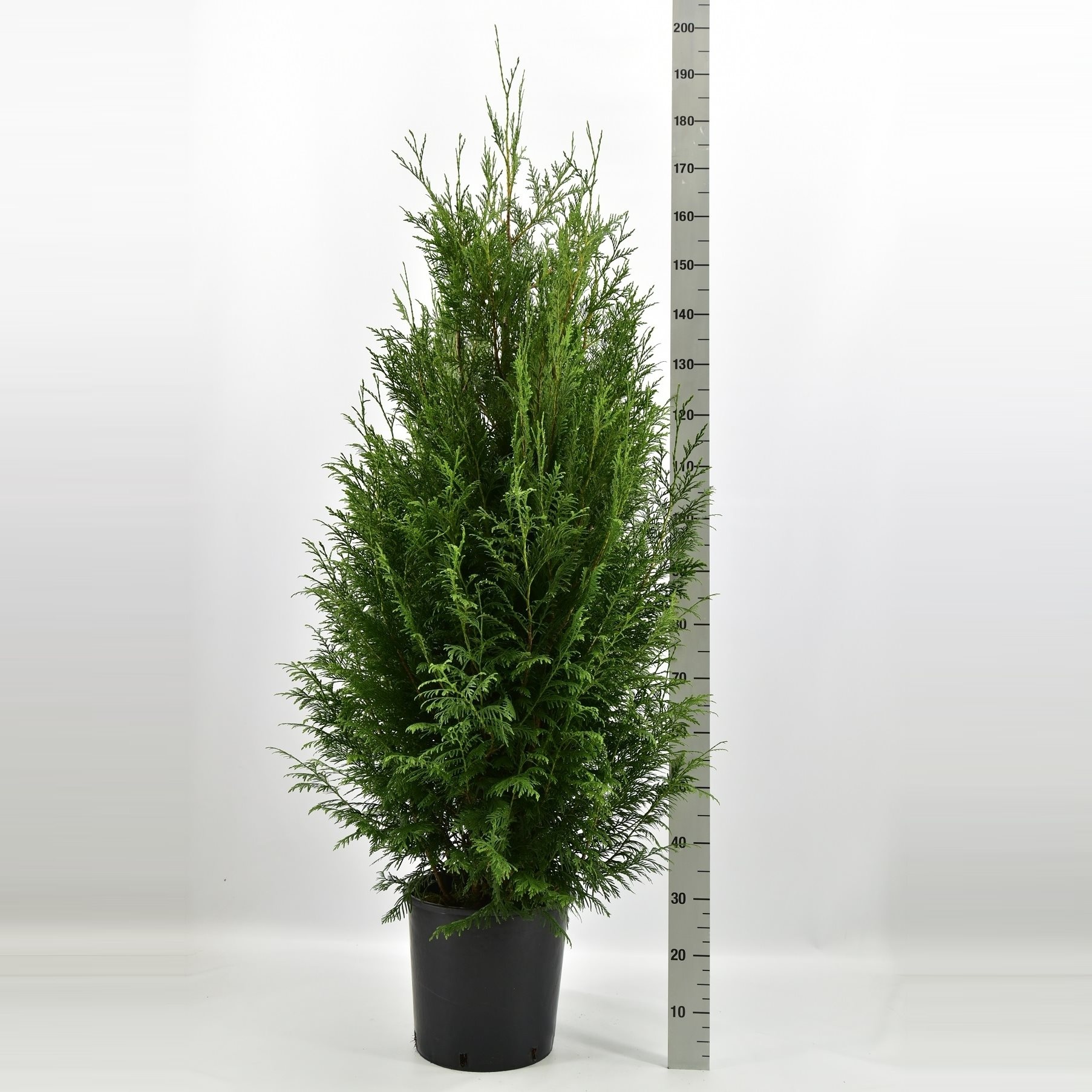 Coniferenhaag - Thuja plicata 'Martin'