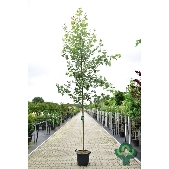 Amerikaanse esdoorn - Acer freemanii 'Jeffersred'