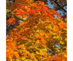 Amerikaanse esdoorn - Acer freemanii 'Jeffersred'