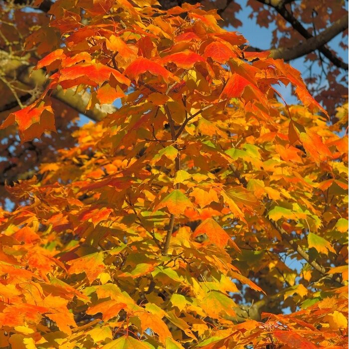Amerikaanse esdoorn - Acer freemanii 'Jeffersred'