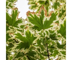 Bonte esdoorn - Acer platanoides 'Drummondii' op stam