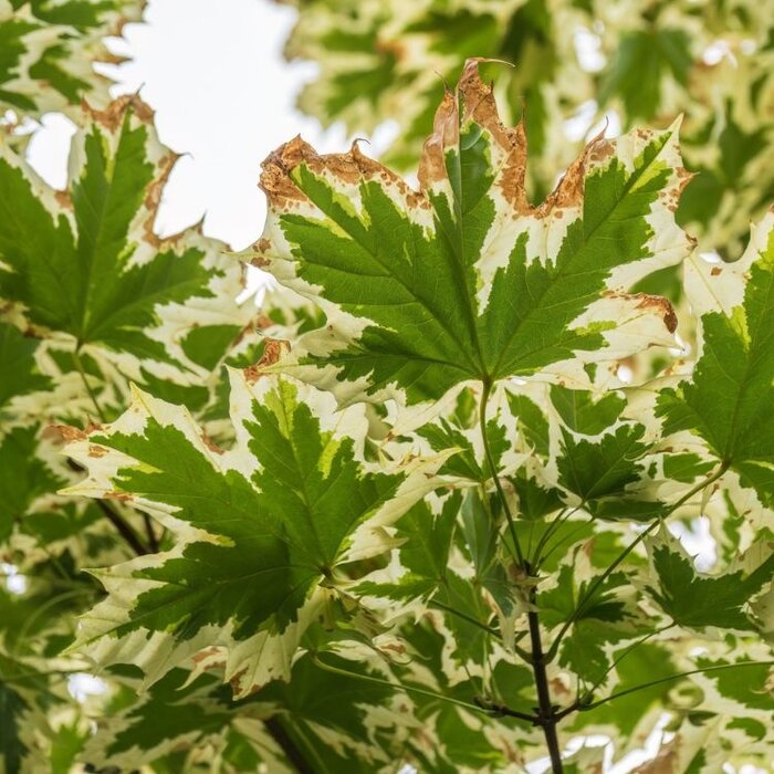 Bonte esdoorn - Acer platanoides 'Drummondii' op stam