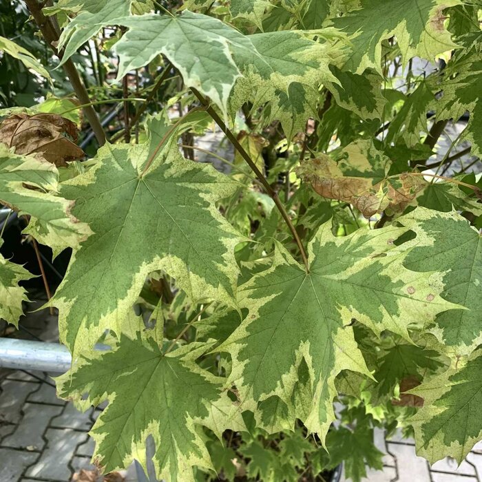 Bonte esdoorn - Acer platanoides 'Drummondii' op stam