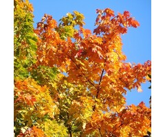 Rode esdoorn - Acer rubrum 'October Glory'