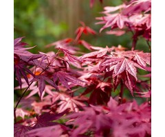 Chinese esdoorn - Acer tataricum 'Ruby Star'