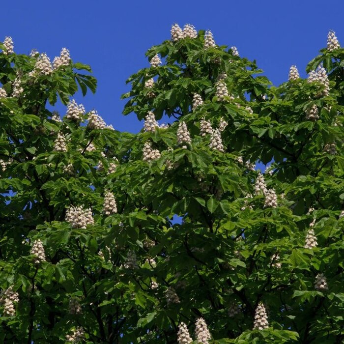 Pavia paardenkastanje - Aesculus flava