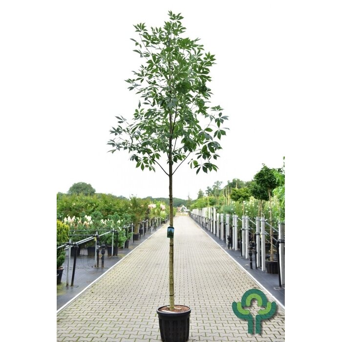 Pavia paardenkastanje - Aesculus flava