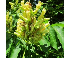 Pavia paardenkastanje - Aesculus flava