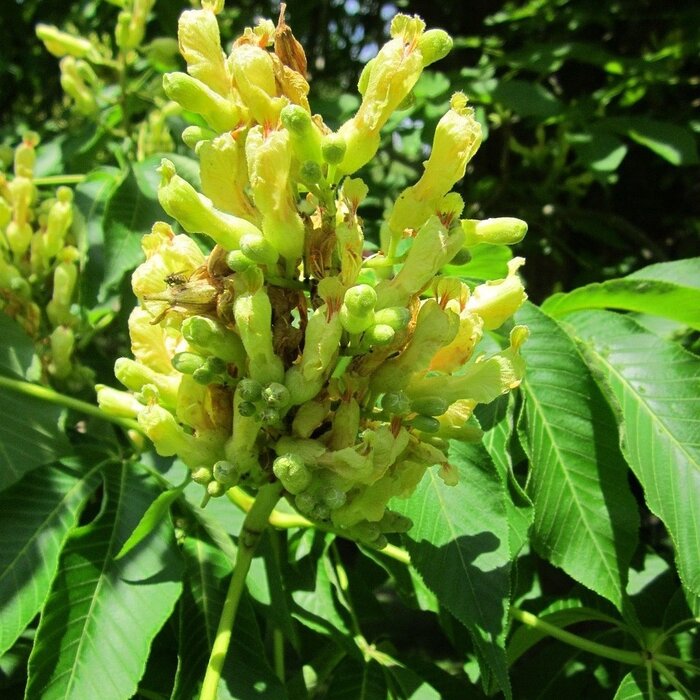 Pavia paardenkastanje - Aesculus flava