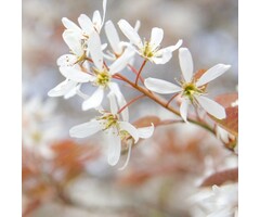 Krentenboom op stam - Amelanchier amelanchier