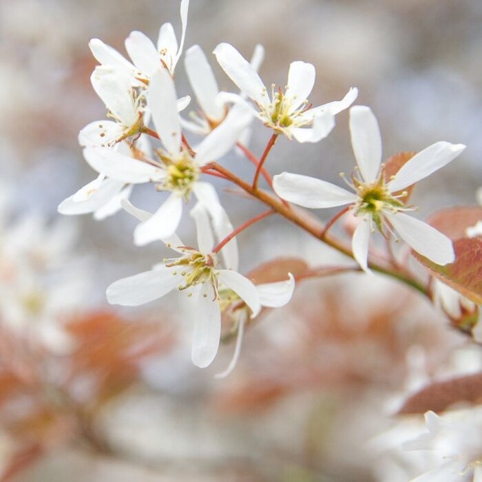 Krentenboom op stam - Amelanchier arborea 'Robin Hill' - Copy