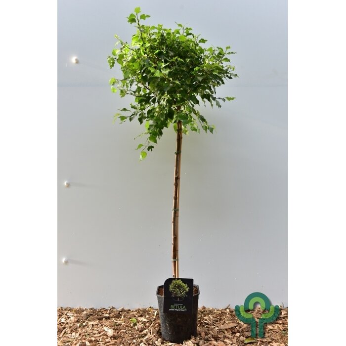 Bol berk op stam - Betula Magical Globe