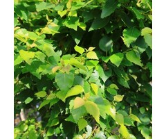 Bol berk op stam - Betula Magical Globe