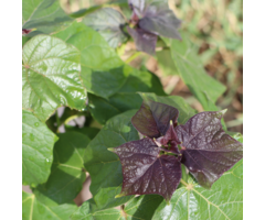 Rode Catalpa  - Catalpa erubescens 'Purpurea' op stam