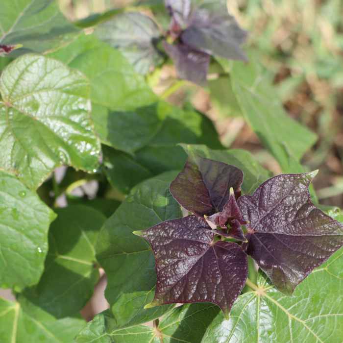 Rode Catalpa - Catalpa erubescens 'Purpurea' op stam