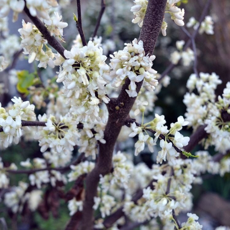 Amerikaanse judasboom (Cercis chinensis 'Texas White' op stam)