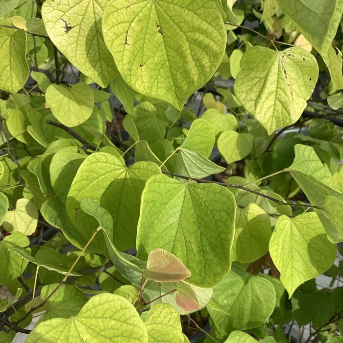 Amerikaanse judasboom (Cercis chinensis 'Texas White' op stam)