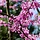 Amerikaanse judasboom (Cercis chinensis 'Avondale') op stam