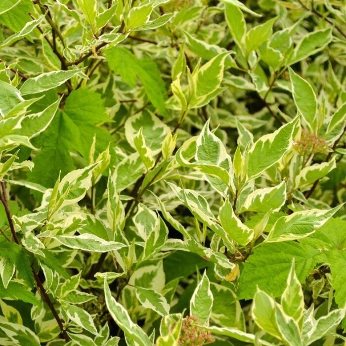 Witte kornoelje (Cornus alba 'Elegantissima' ) op stam