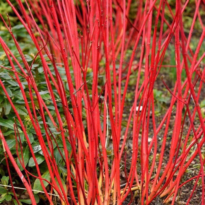 Witte kornoelje (Cornus alba 'Elegantissima' ) op stam
