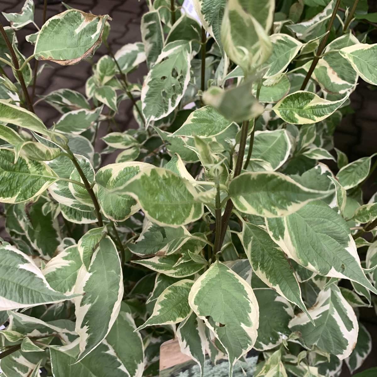 Witte kornoelje (Cornus alba 'Elegantissima' ) op stam