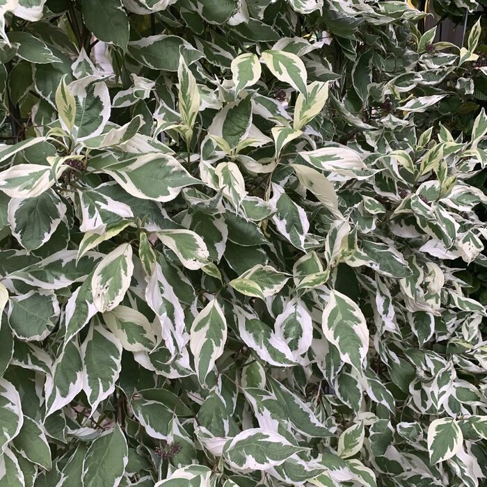 Witte kornoelje (Cornus alba 'Elegantissima' ) op stam