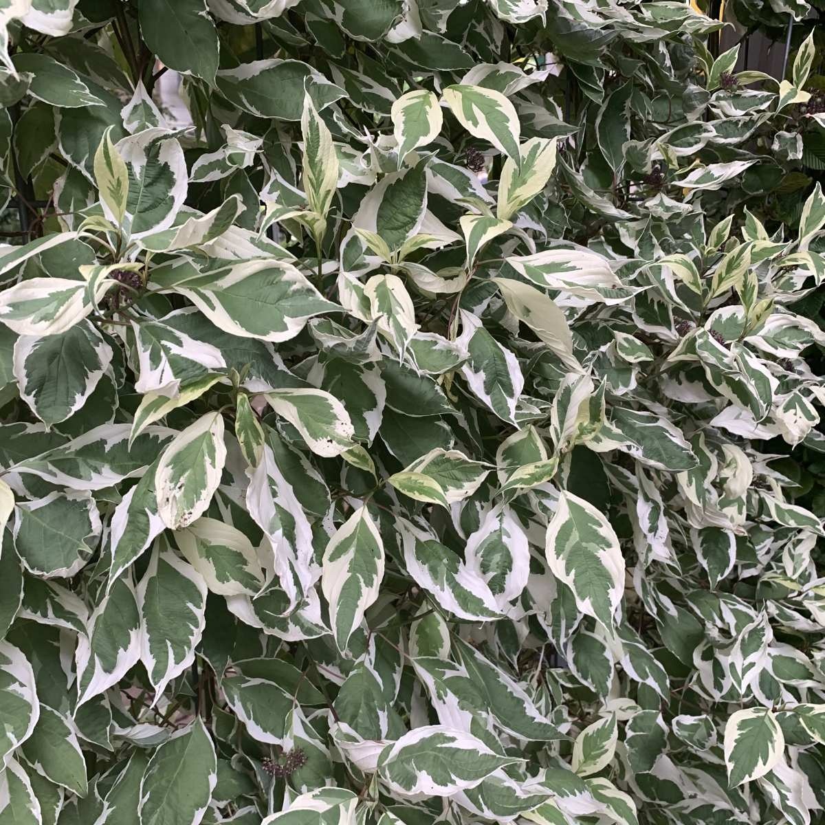 Witte kornoelje (Cornus alba 'Elegantissima' ) op stam