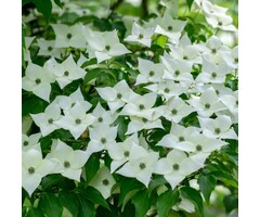 Kornoelje - Cornus kousa 'Schmetterling' meerstammig
